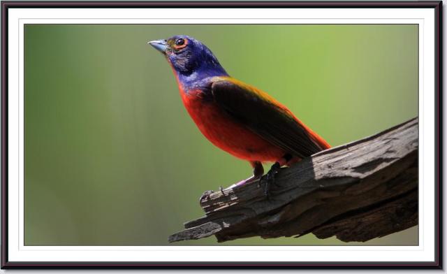 Painted Bunting