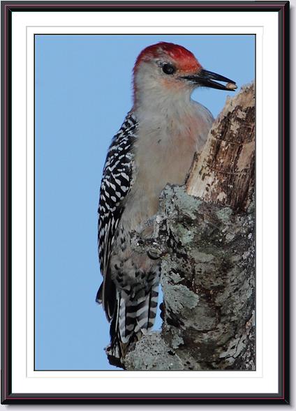 Red-bellied Woodpecker