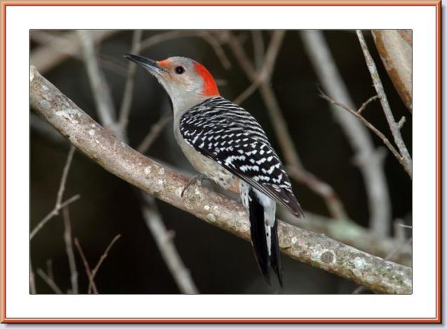 Red-bellied Woodpecker