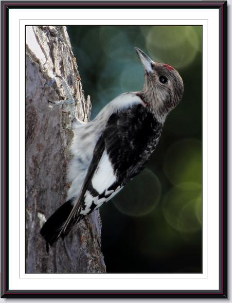 Red-headed Woodpecker