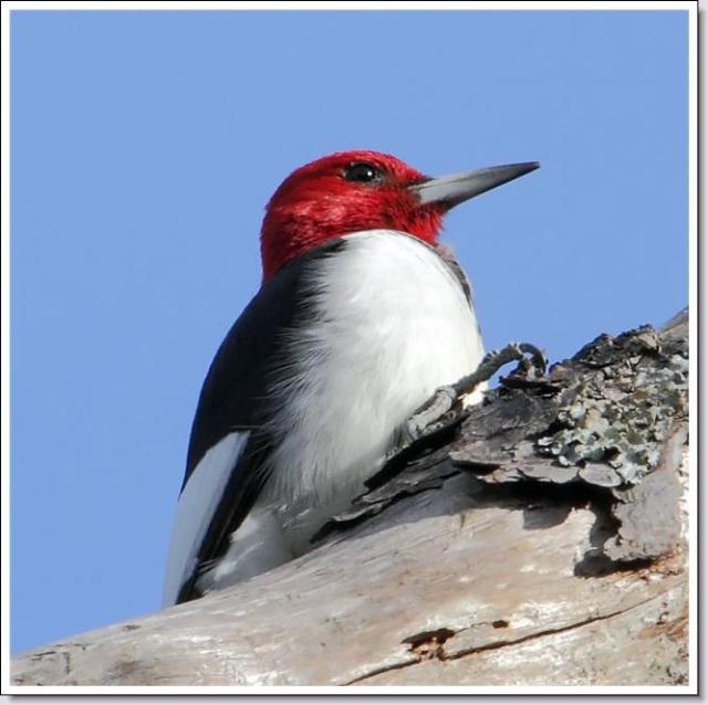 Red-headed Woodpecker