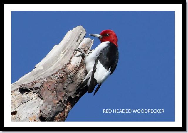 Red-headed Woodpecker