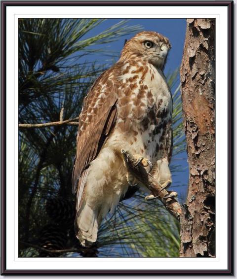 Red-tailed Hawk