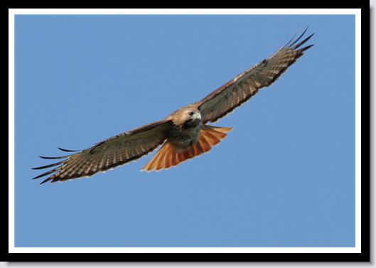 Red-tailed Hawk