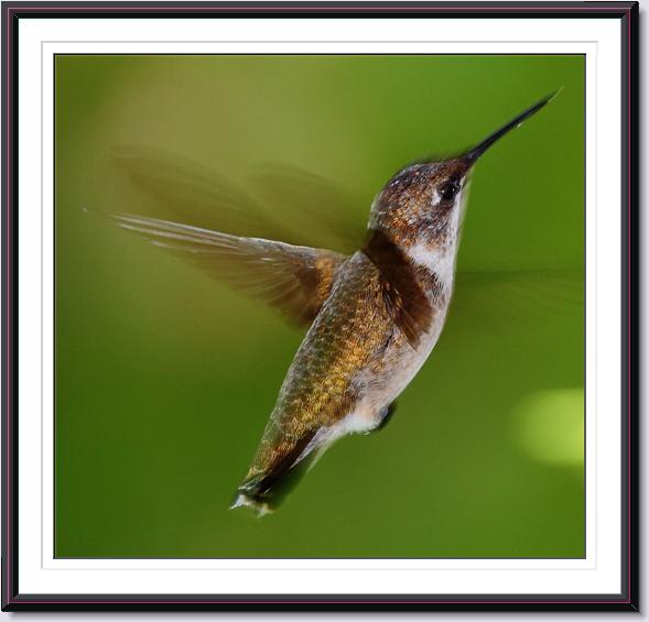 Ruby-throated Hummingbird