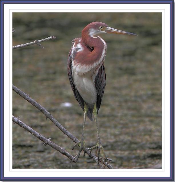 Tricolored Heron