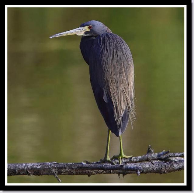 Tricolored Heron