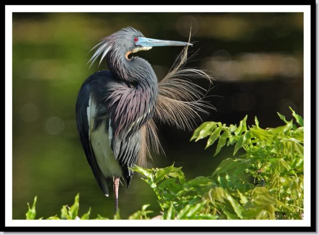 Tricolored Heron