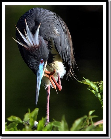 Tricolored Heron