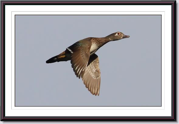 Wood Duck