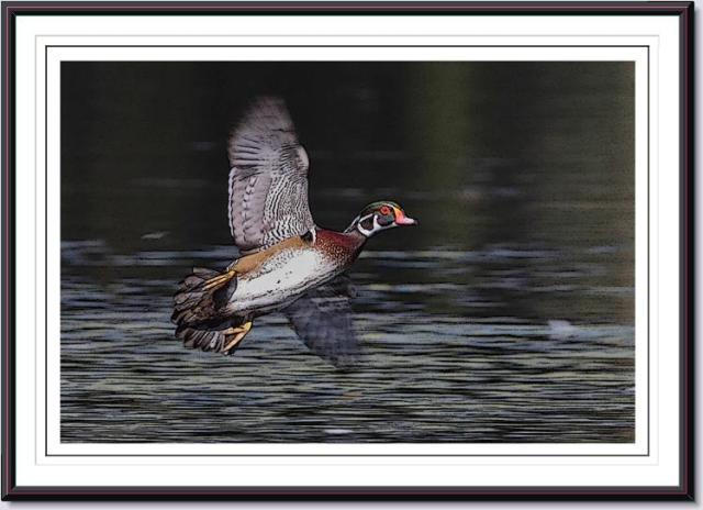 Wood Duck
