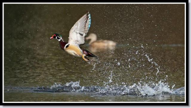 Wood Duck