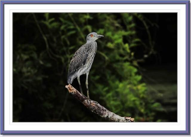 Yellow-crowned Night-Heron