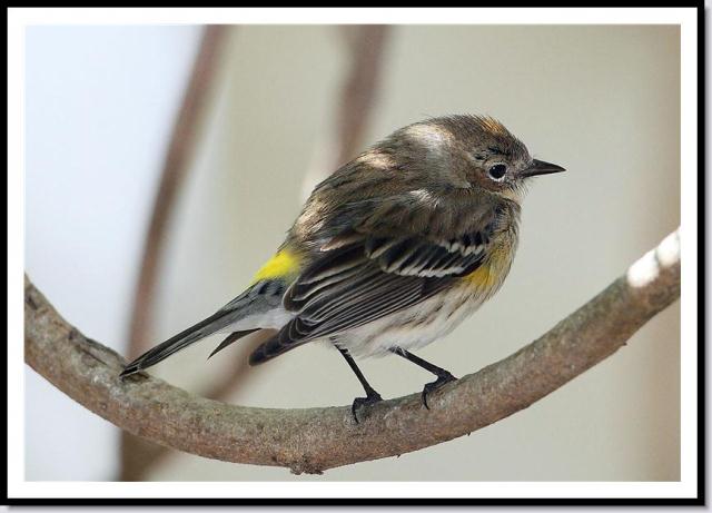 Yellow-rumped Warbler