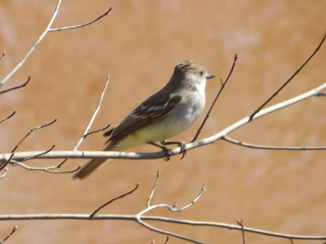 Ash-throated Flycatcher