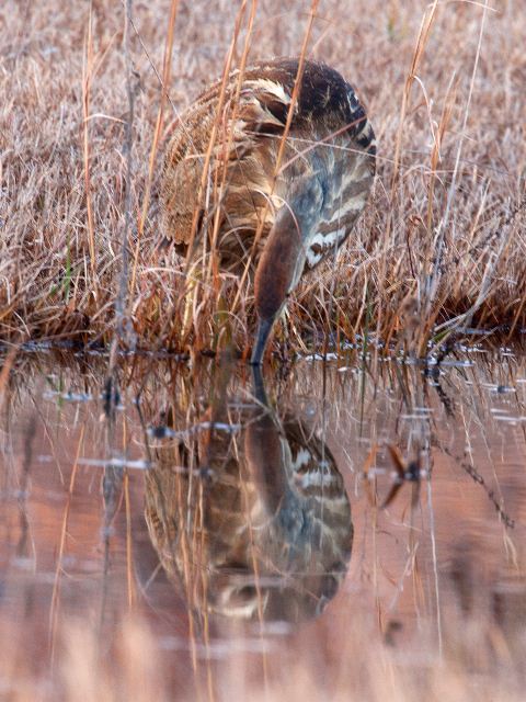American Bittern