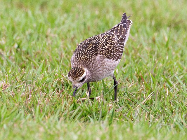 American Golden-Plovers