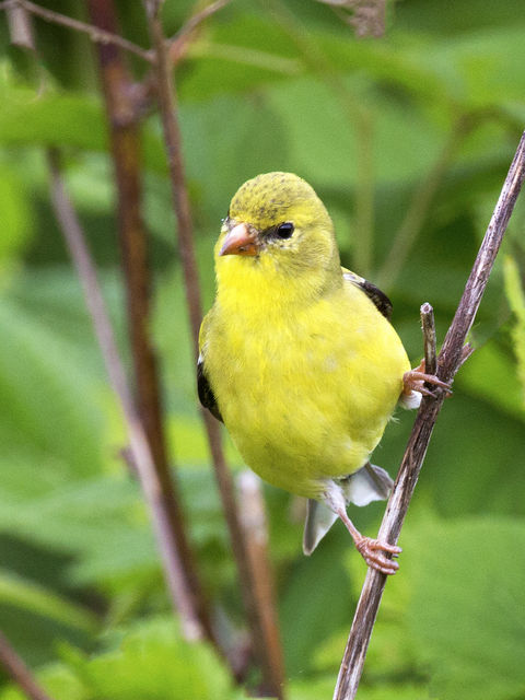 American Goldfinch