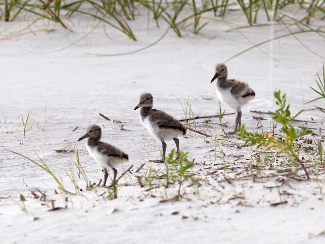 American Oystercatchers