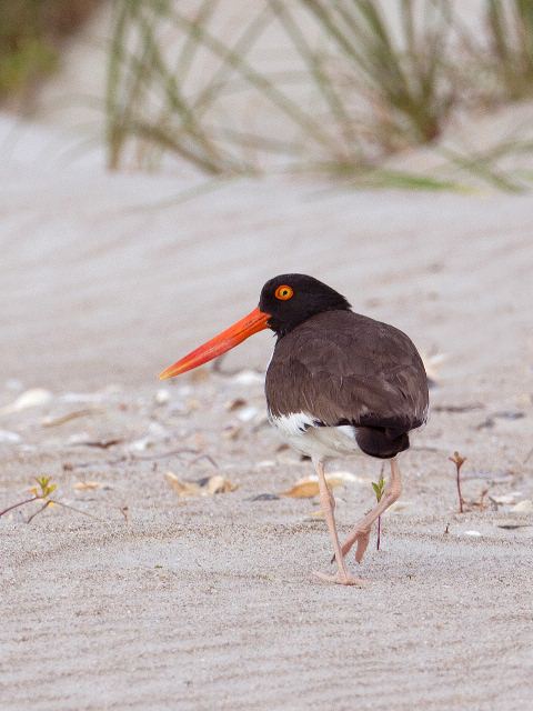 American Oystercatcher