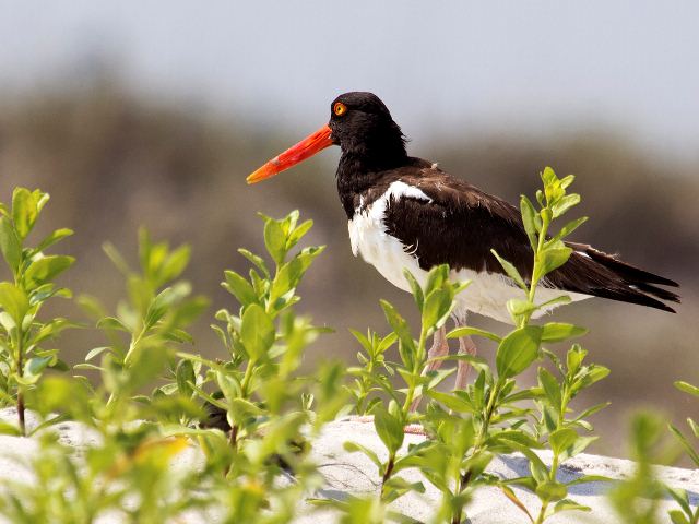 American Oystercatchers