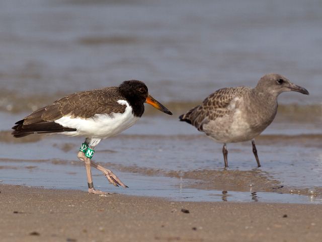 American Oystercatcher