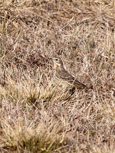 American Pipit