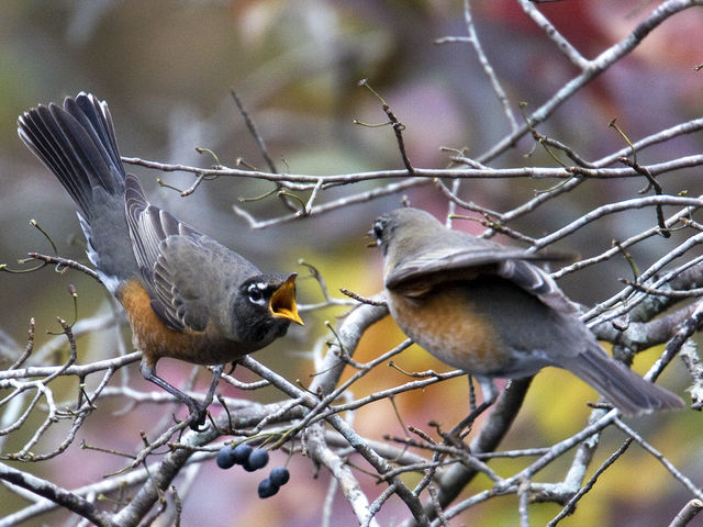 American Robin