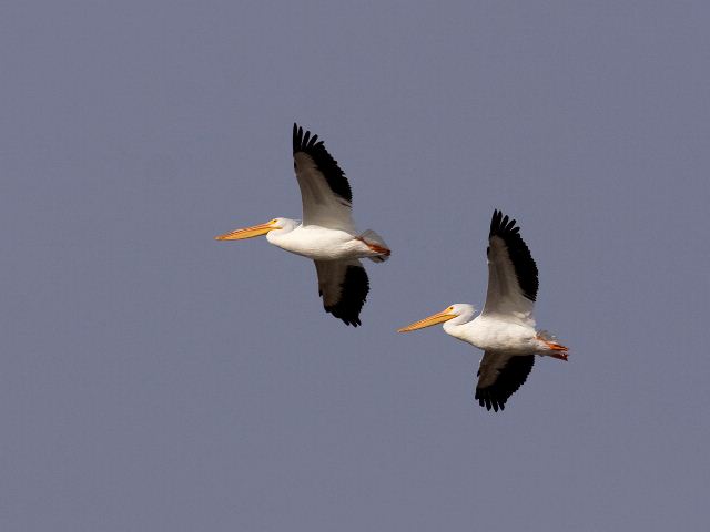 American White Pelicans