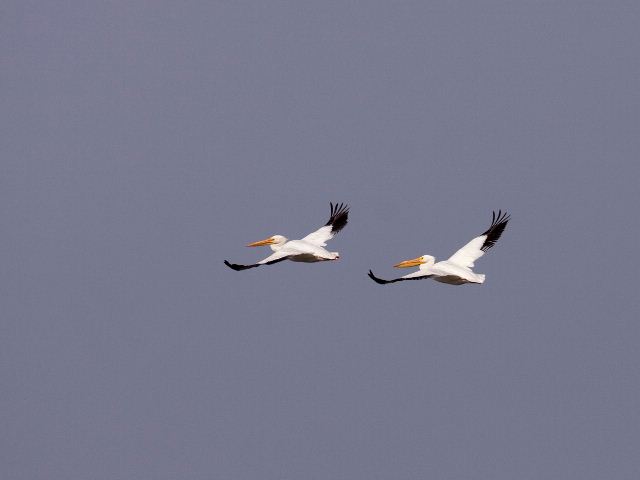 American White Pelicans