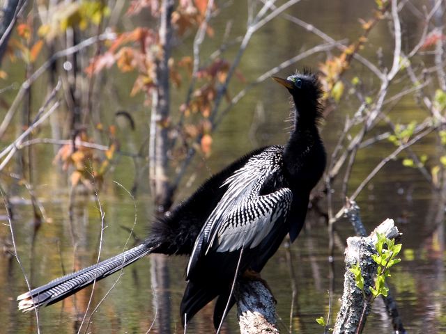 Anhingas