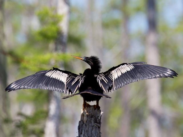 Anhinga