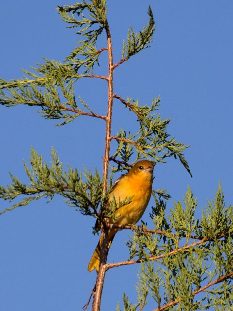 Baltimore Oriole