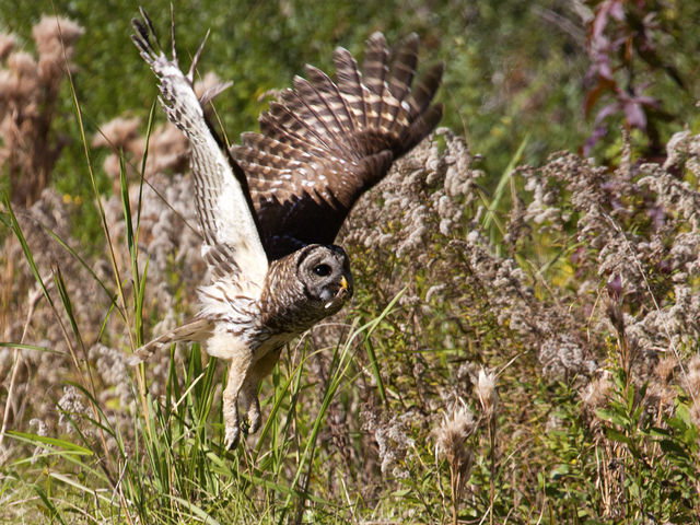 Barred Owl