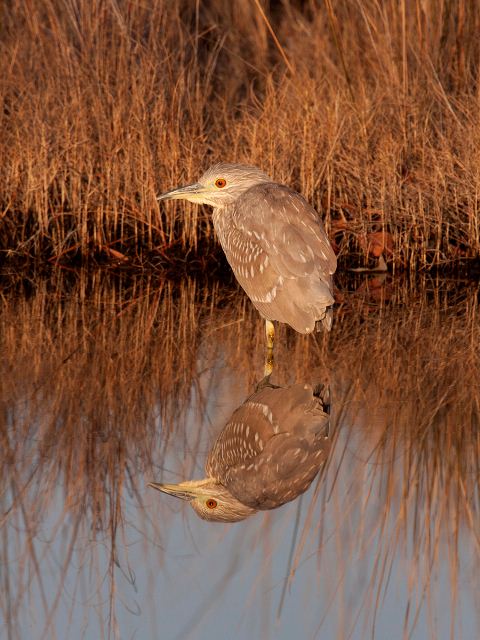 Black-crowned Night-Heron