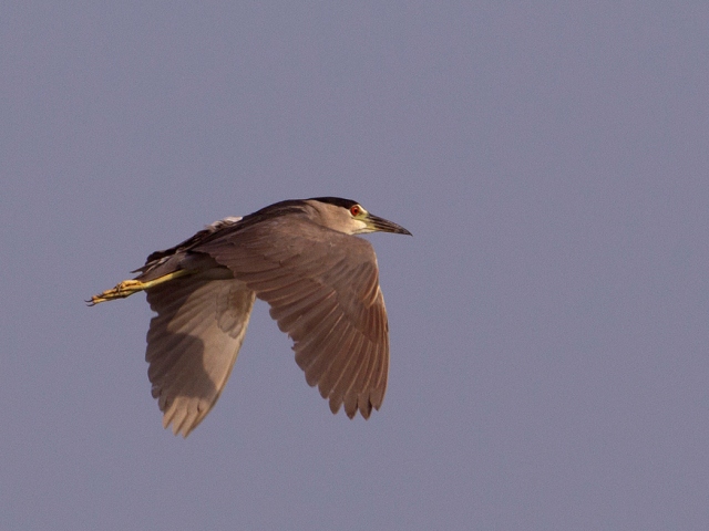 Black-crowned Night-Heron