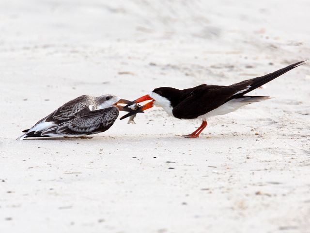 Black Skimmers