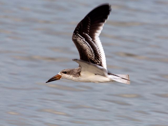 Black Skimmers