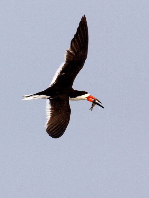 Black Skimmers