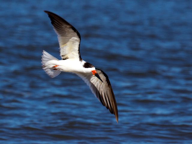 Black Skimmer