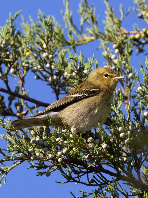Blackpoll Warbler