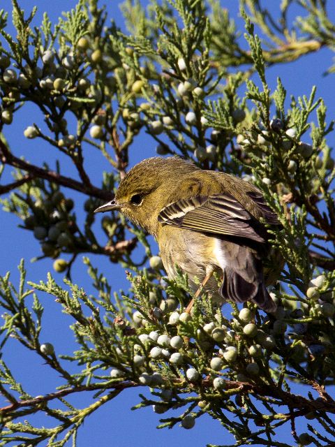 Blackpoll Warbler