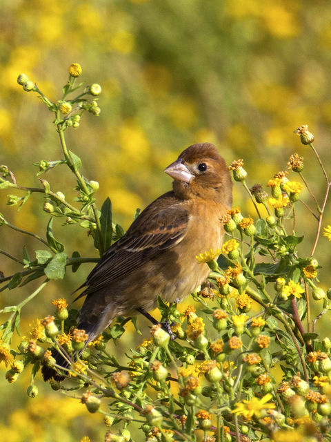 Blue Grosbeak