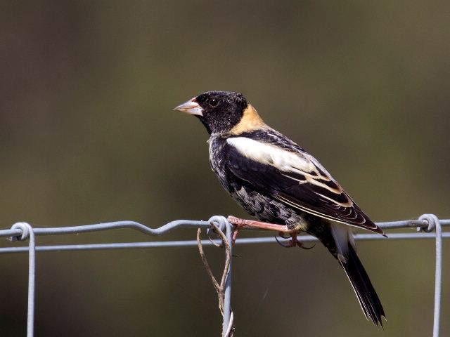 Bobolink