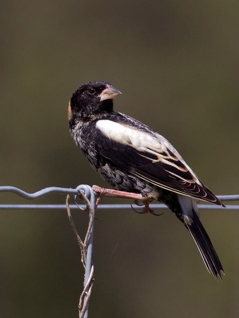 Bobolink