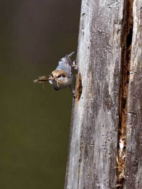 Brown-headed Nuthatch