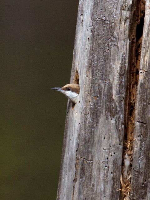 Brown-headed Nuthatch