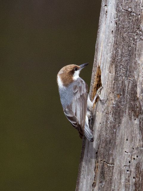 Brown-headed Nuthatch