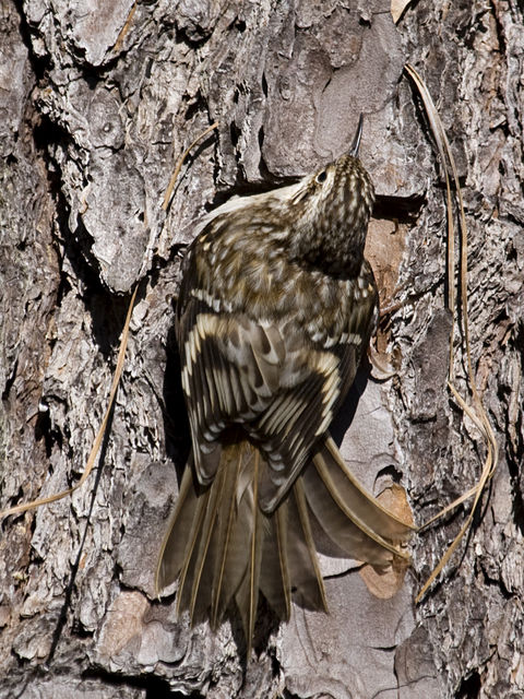 Brown Creeper