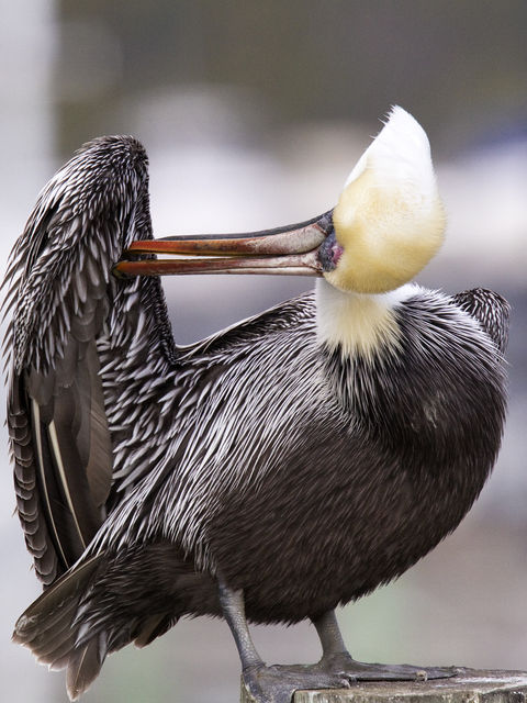 Brown Pelican